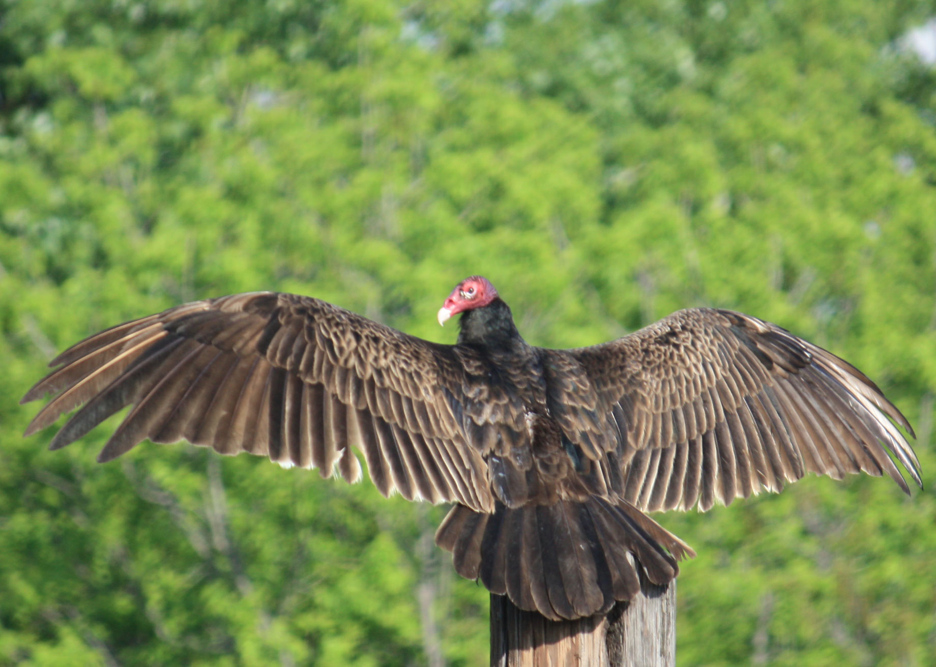 Vulture
